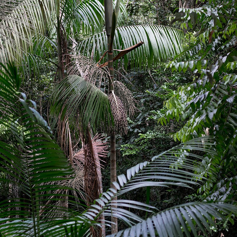 Our Mission - Acai Roots
