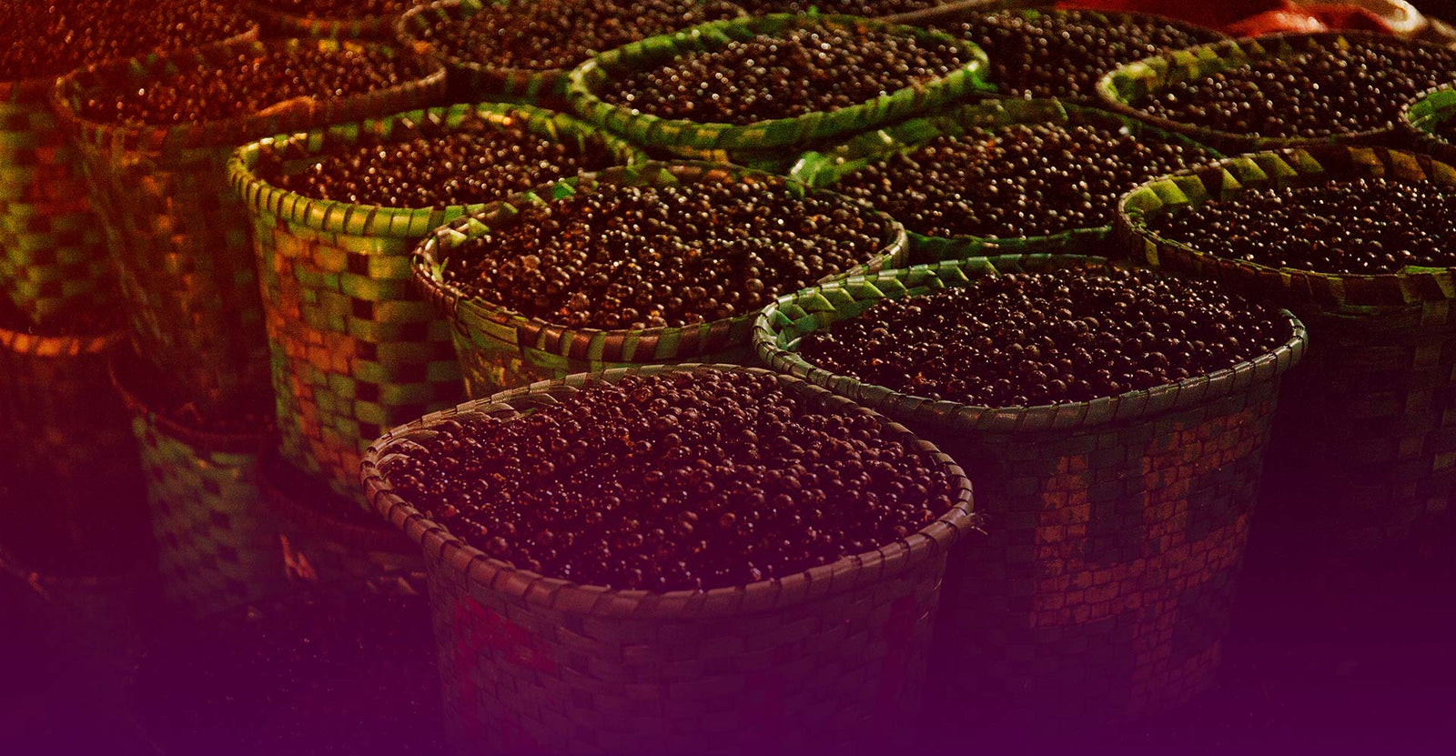 baskets of ACAI berries for ACAI roots 